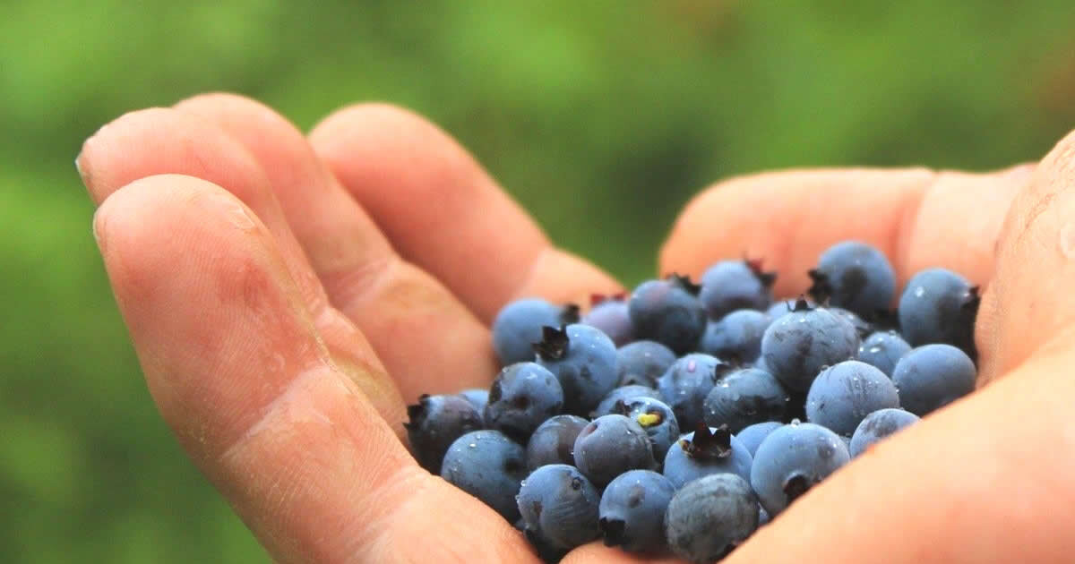 arándanos en una mano, 5 frutas de brasil y sus beneficios