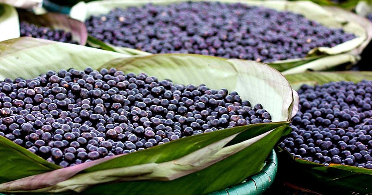 canastos de Açaí cosechados - ¿Dónde se compran las bayas de Açaí?