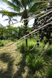 palmeras de acai como superalimento