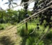palmeras de acai como superalimento