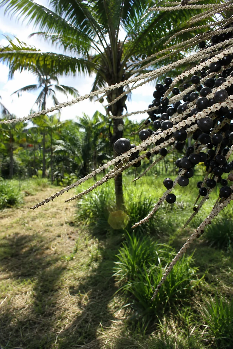 palmeras de acai como superalimento