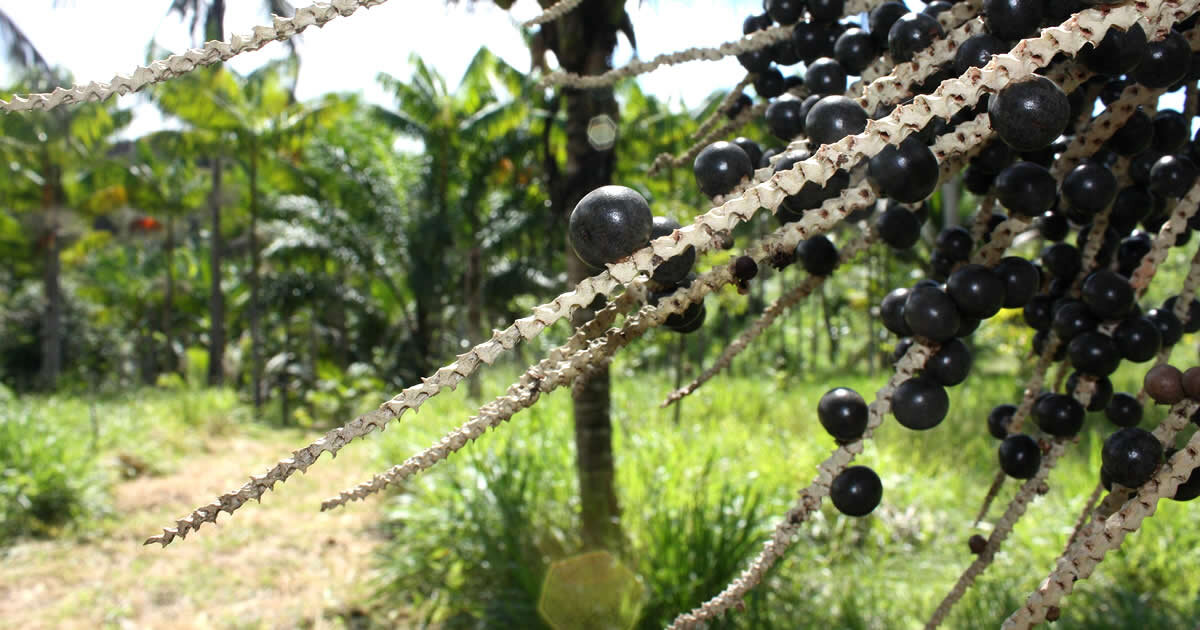 bayas de acai para cuales son los superalimentos y sus propiedades