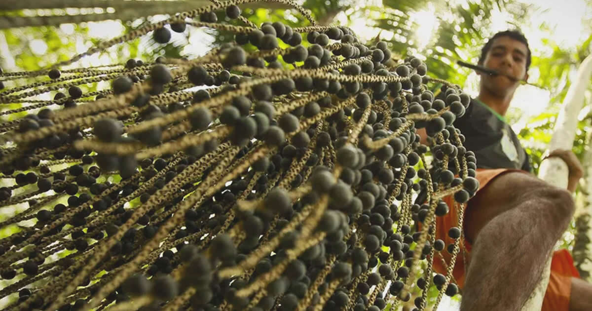 imagen de una planta de acai para ¿Dónde y cómo se produce el açaí en Brasil?