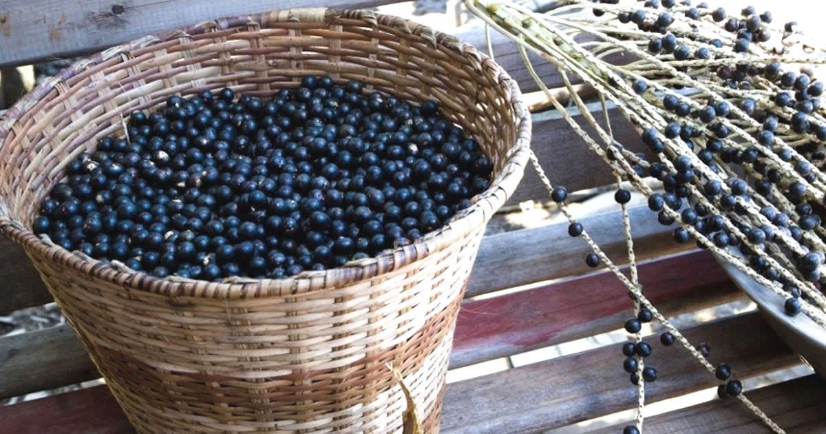 imagen de una cesta de acai bayas para la leyenda del acai en brasil