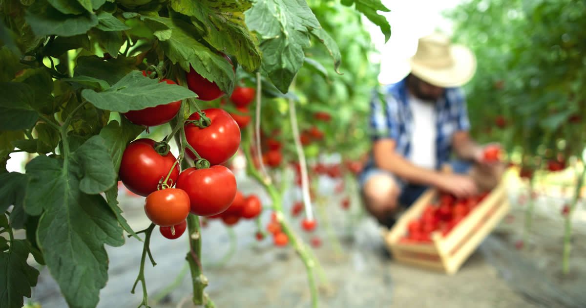 Alimentos Orgánicos: beneficios y ventajas de la comida sana