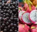 Açaí y Pitaya: diferencias y beneficios de estos superalimentos