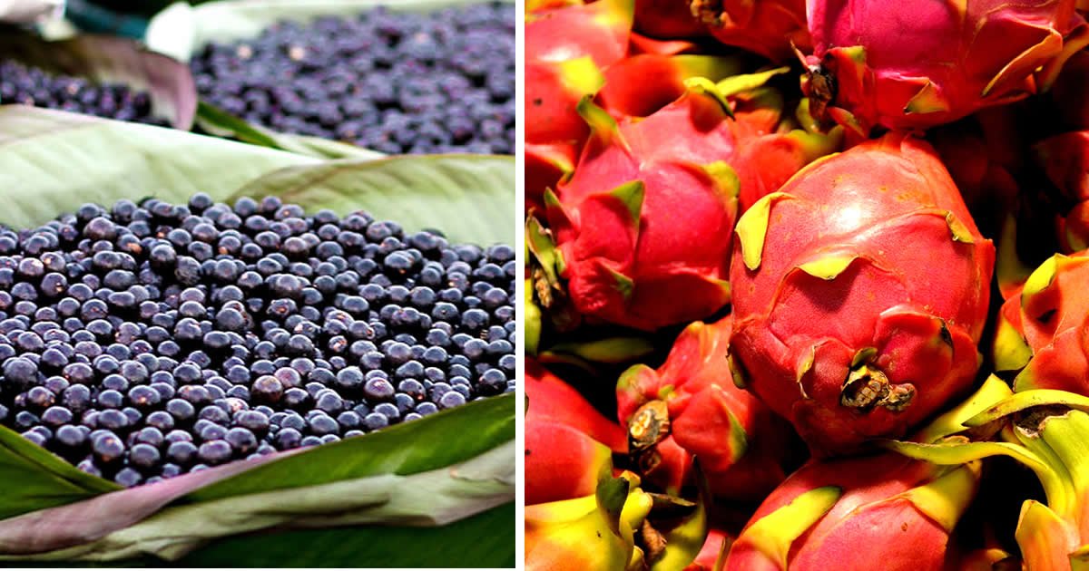 Açaí y Pitaya: diferencias y beneficios de estos superalimentos