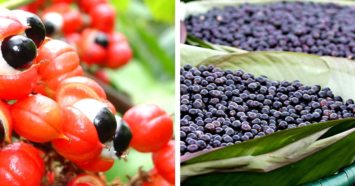 foto de guaraná y acai para Guaraná: propiedades y para qué sirve combinada con Açaí