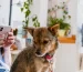 imagen de un perro en un restaurante dog friendly y amigable con mascotas en Madrid