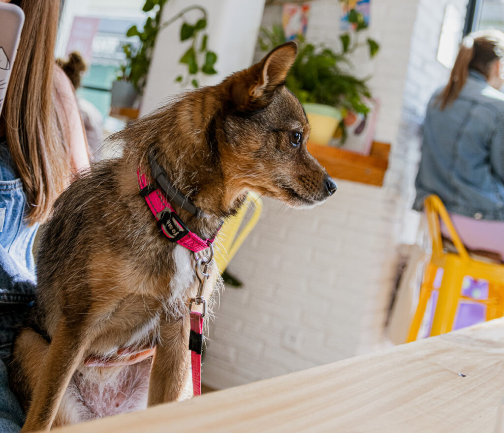 restaurantes veganos pet friendly aptos mascotas en barcelona