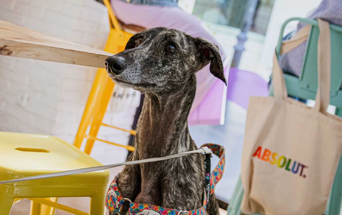 restaurantes veganos que aceptan mascotas en madrid, restaurant pet friendly madrid