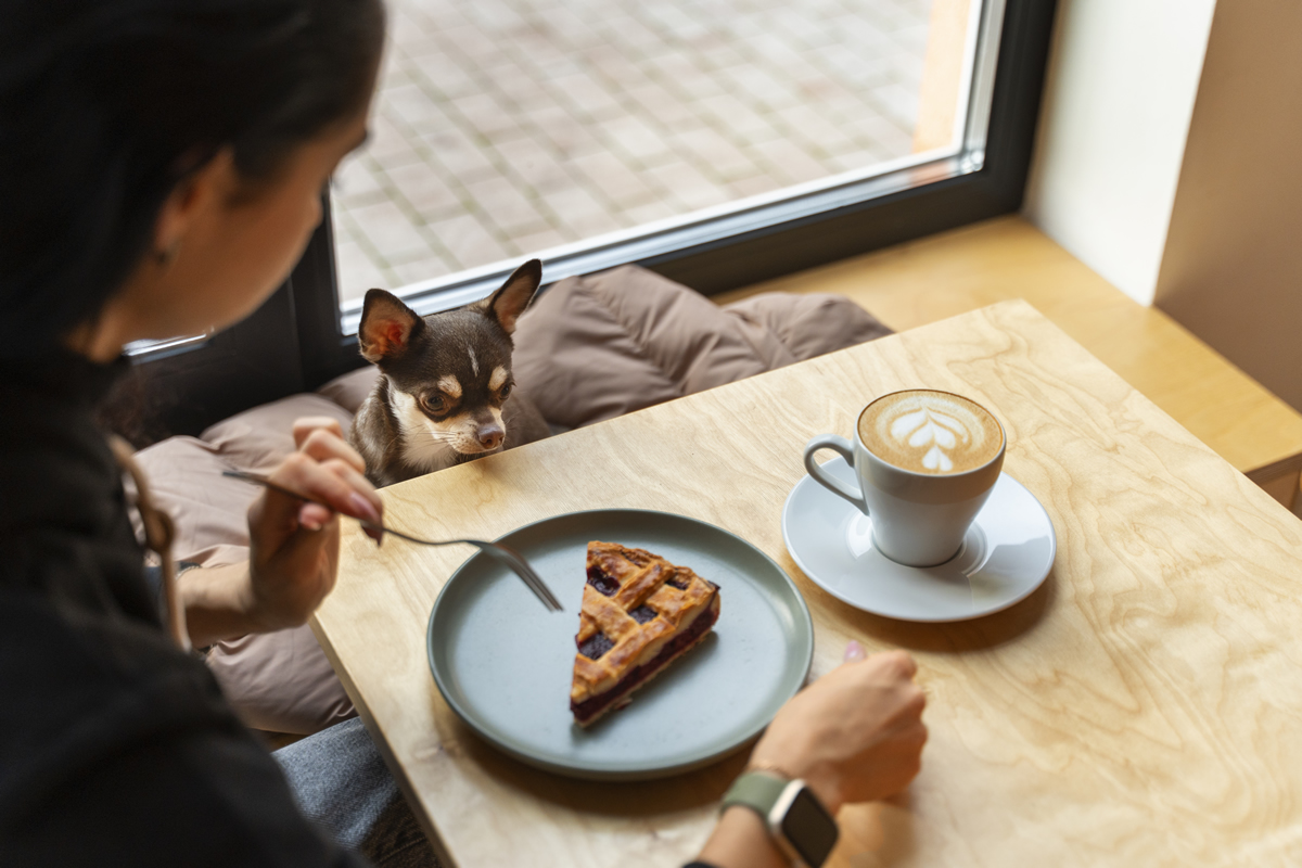 persona y su mascota en un restaurante pet friendly que acepta mascotas en valencia, españa