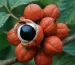 imagen del fruto de guaraná