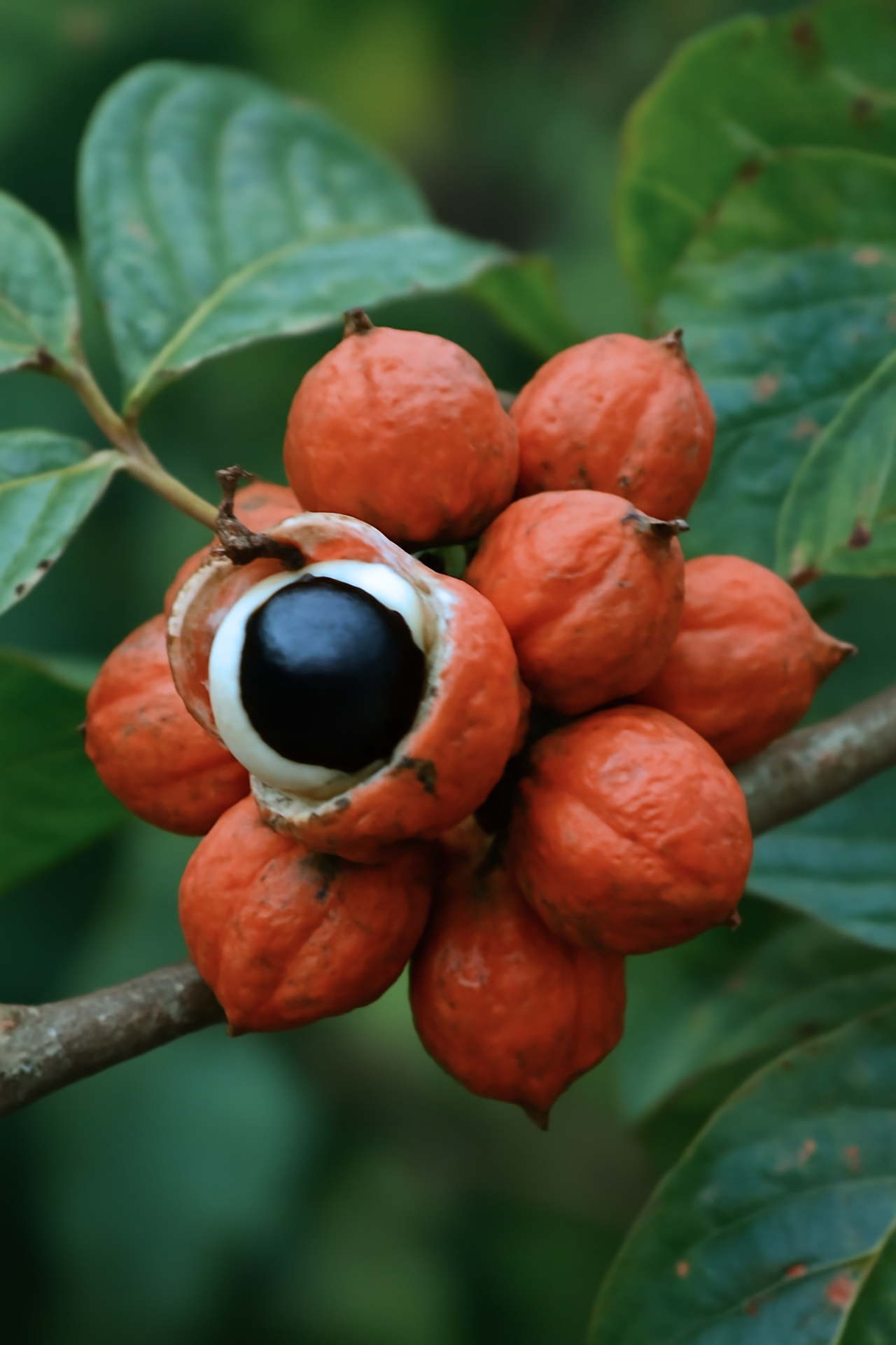 imagen del fruto de guaraná