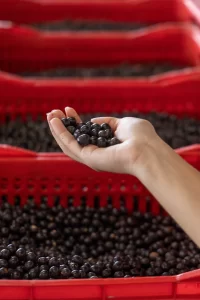 foto de la producción de acai en Brasil, recolectores de acaí para Açaí de comercio justo. Guía para elegir marcas éticas en España