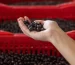 foto de la producción de acai en Brasil, recolectores de acaí para Açaí de comercio justo. Guía para elegir marcas éticas en España