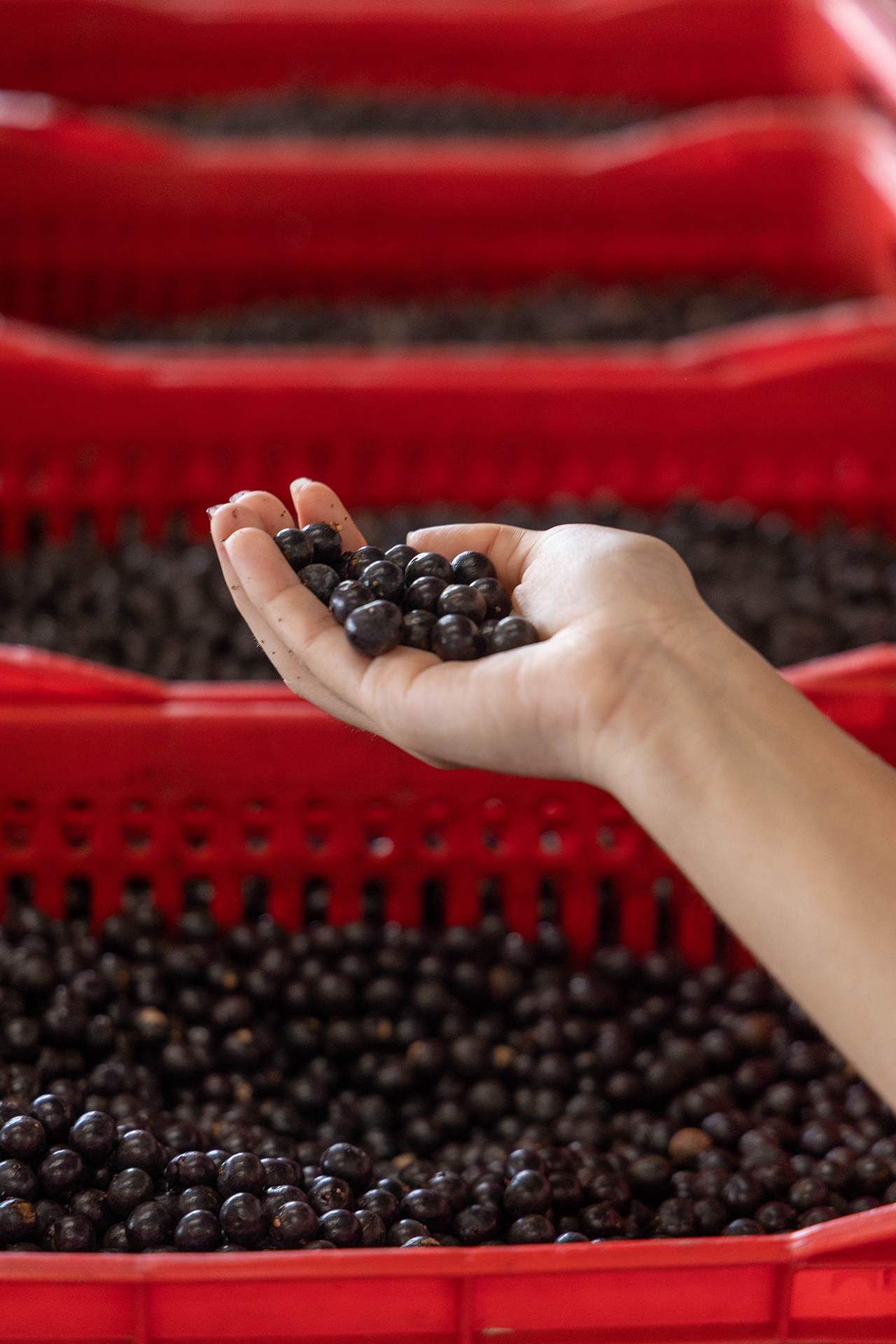 foto de la producción de acai en Brasil, recolectores de acaí para Açaí de comercio justo. Guía para elegir marcas éticas en España