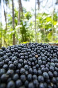 acai recolectado en brasil de forma natural, acai almalibre españa importador de acai