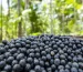 acai recolectado en brasil de forma natural, acai almalibre españa importador de acai