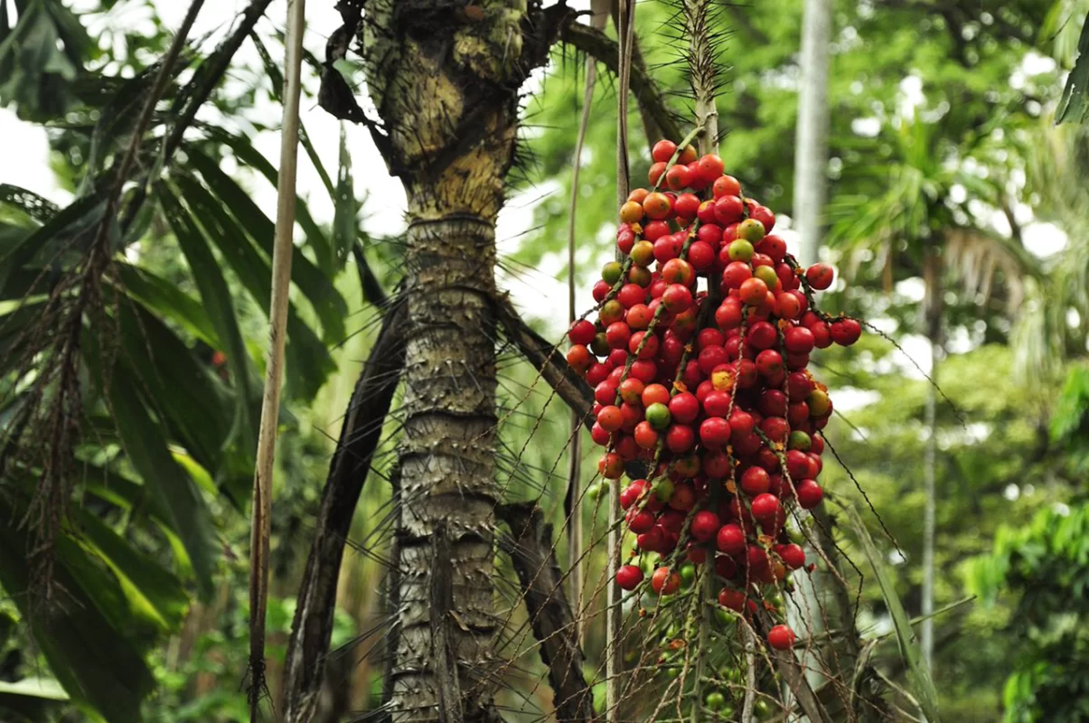 arbol de corozo, fruto tropical de colombia y otras regiones de américa del sur, no es lo mismo que el acai