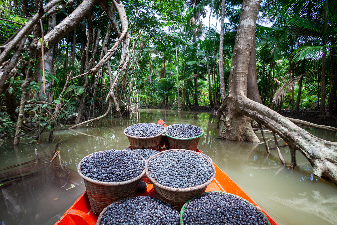 cargamento de acai por el rio en Brasil, Açaí de comercio justo Almalibre Natural Foods España cargamento de acai por el rio en Brasil, Açaí de comercio justo Almalibre Natural Foods España