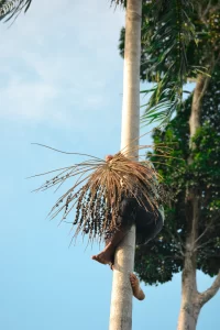 recolector de açaí en brasil bajando de la palmera con acai para nuestro acai de comercio justo Almalibre